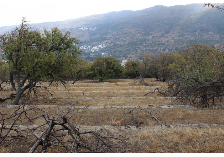 Αιμασιές στο κτήμα