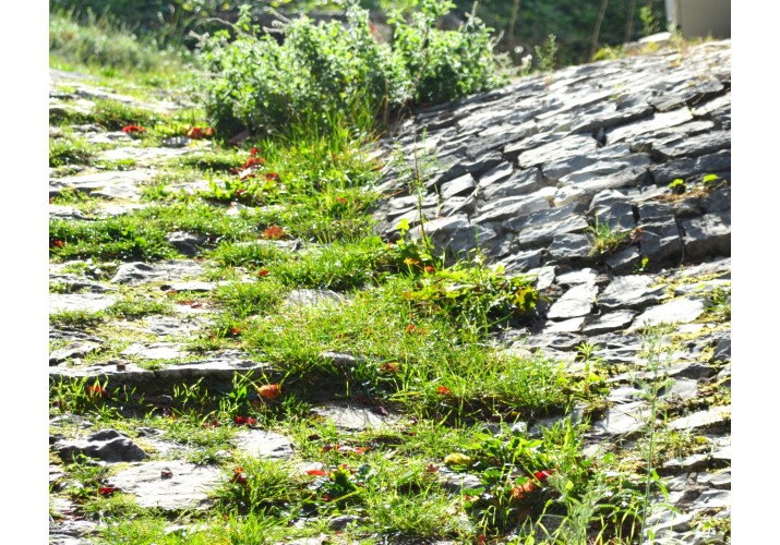 Μονοπάτι με πλακόστρωση και βλάστηση