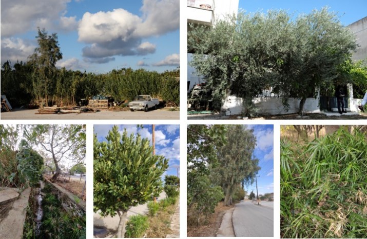Βλάστηση