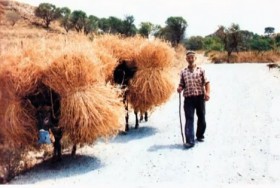 Μεταφορά δεματιών σιταριού κατά το θερισμό στο αλώνι