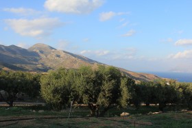 Χωράφι με ελιές.