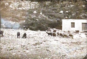 ΚΤΗΝΟΤΡΟΦΙΑ ΩΣ ΜΕΣΟ ΑΠΑΣΧΟΛΗΣΗΣ ΤΩΝ ΚΑΤΟΙΚΩΝ.
ΠΗΓΗ: ΠΡΟΣΩΠΙΚΗ ΣΥΛΛΟΓΗ ΚΑΤΟΙΚΩΝ

