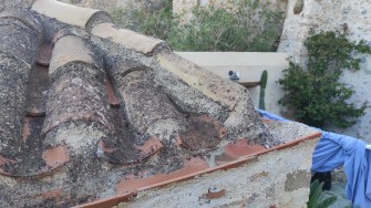 Μικροοργανισμοί στα κεραμίδια