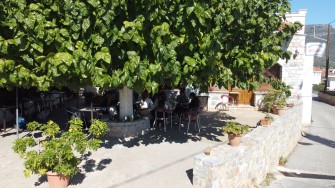2. Μουριά στο κέντρο του χωριού