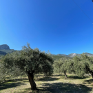 ΠΕΡΙΟΧΗ ΒΛΑΣΤΗΣΗΣ ΣΤΟΝ ΟΙΚΙΣΜΟ (ΕΛΙΕΣ,ΧΑΡΟΥΠΙΕΣ)